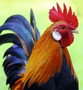 greenpoint-rooster-537x373