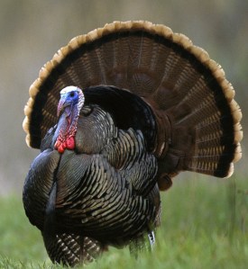 North+American+Wild+Turkey